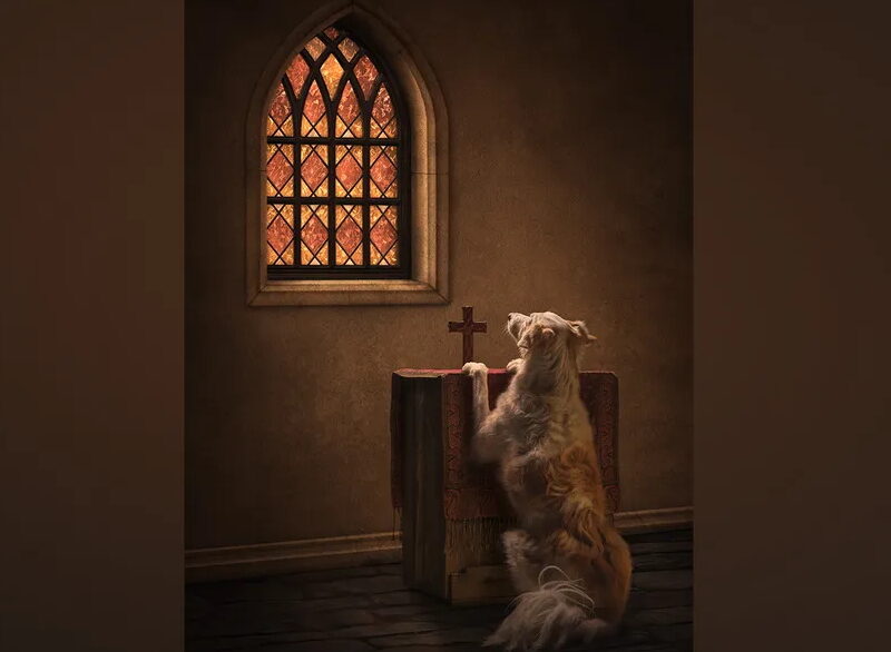 De cão rezando a chamego de cordeiros: premiação escolhe as melhores fotos de pets de 2026