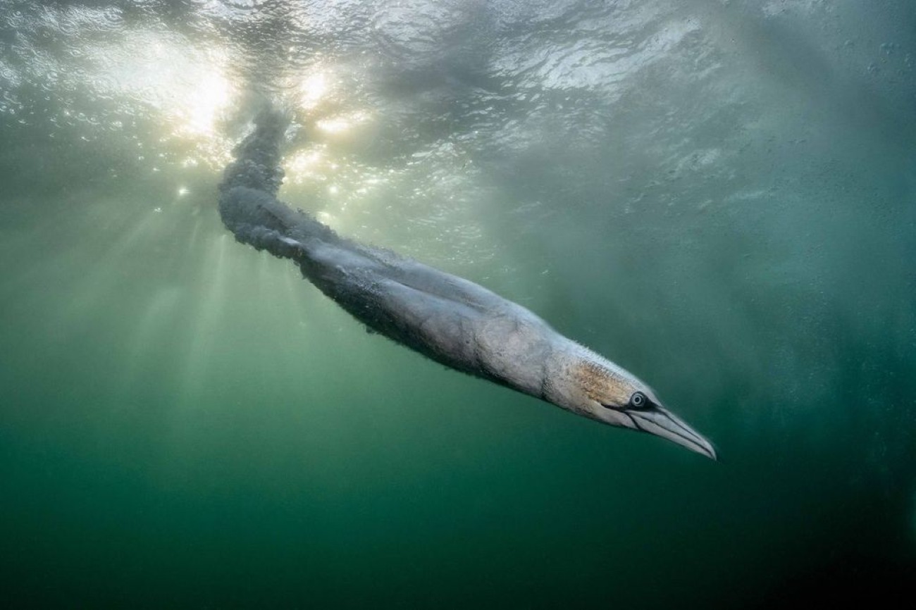 Ganso-patola mergulha debaixo d’água sob a luz do sol nas Ilhas Shetland